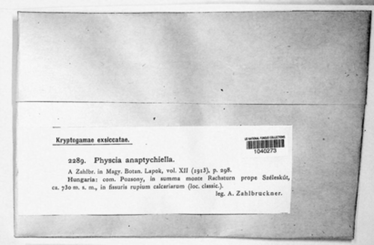 Physcia anaptychiella image